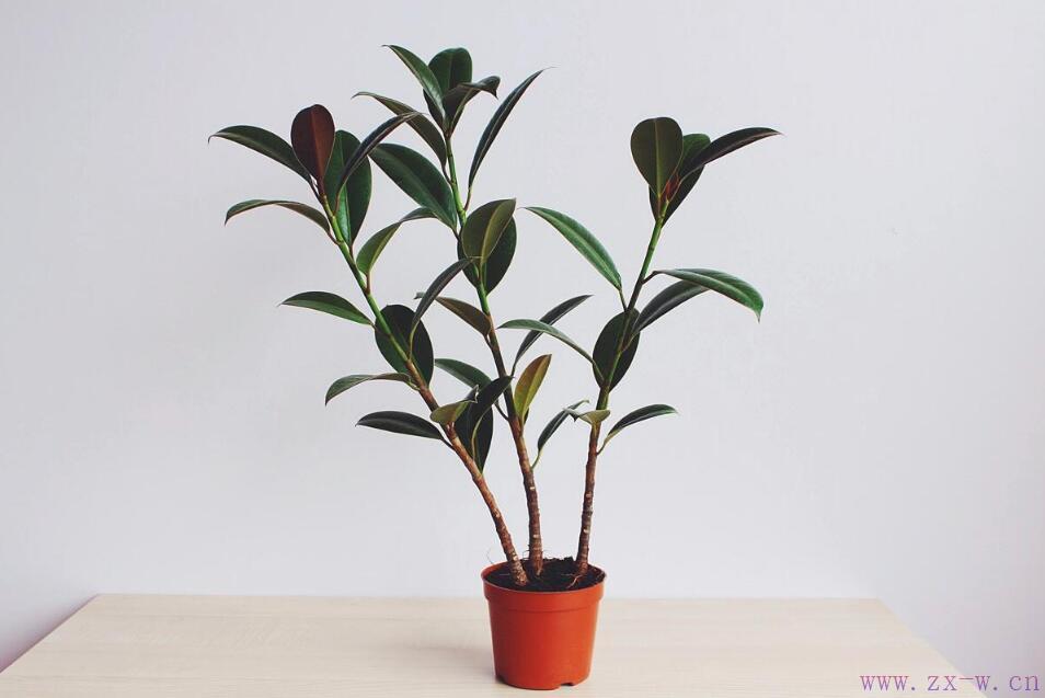 卧室植物—橡皮树