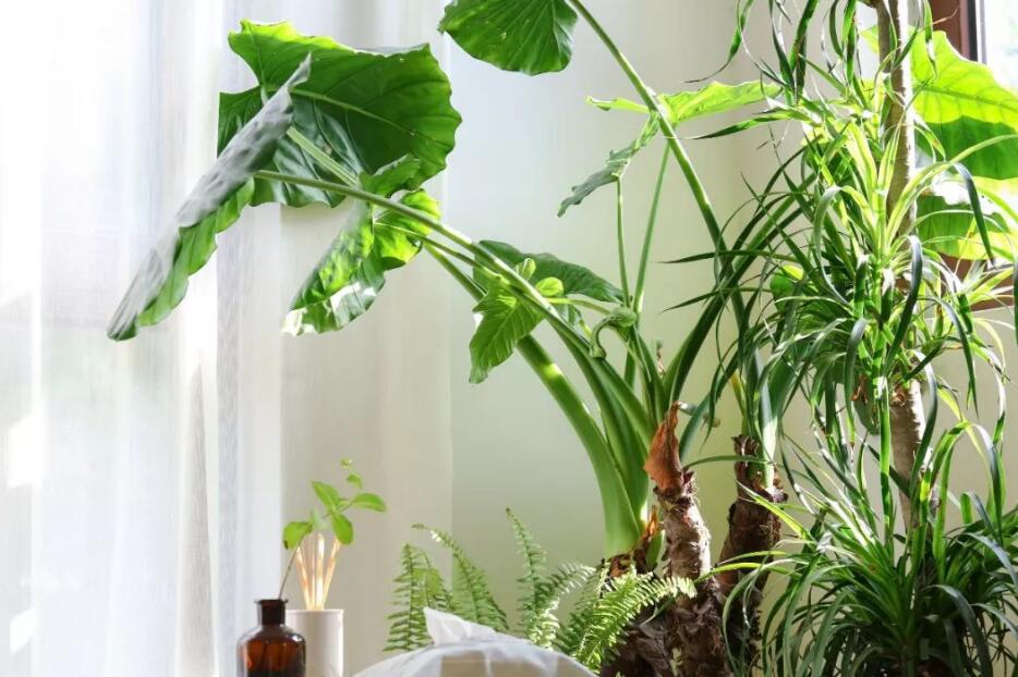 卧室内可以摆放的植物有哪些？帮助你美化室内环境